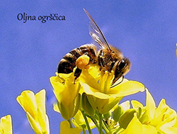Barve cvetnega prahu