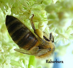 Barve cvetnega prahu