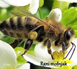 Barve cvetnega prahu