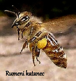 Barve cvetnega prahu