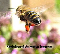 Barve cvetnega prahu