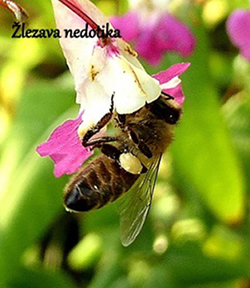 Barve cvetnega prahu