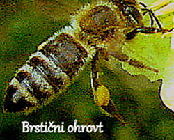 Barve cvetnega prahu