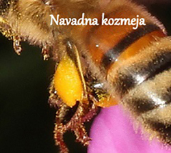 Barve cvetnega prahu