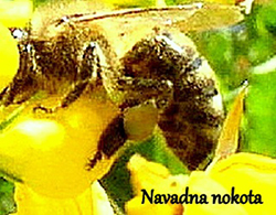 Barve cvetnega prahu