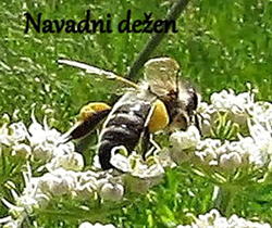 Barve cvetnega prahu