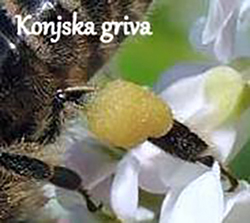 Barve cvetnega prahu