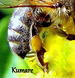Barve cvetnega prahu