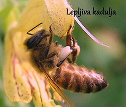 Barve cvetnega prahu
