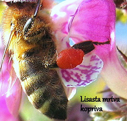 Barve cvetnega prahu