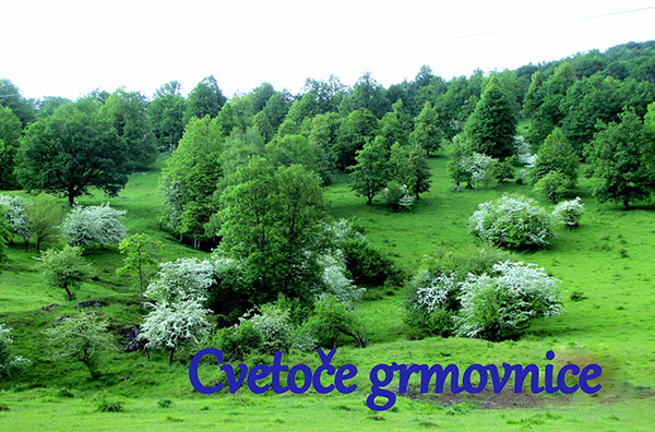 Barve cvetnega prahu