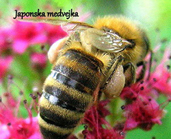 Barve cvetnega prahu