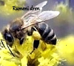 Barve cvetnega prahu