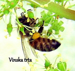 Barve cvetnega prahu