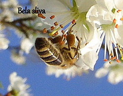 Barve cvetnega prahu