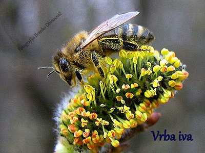 Medovite rastline - Vrba Iva