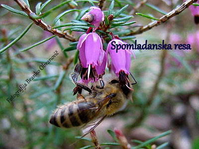 Medovite rastline - Spomladanska Resa