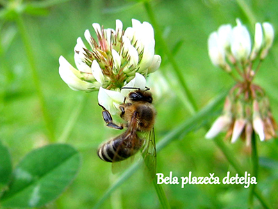 Medovite rastline - Bela plazea detelja