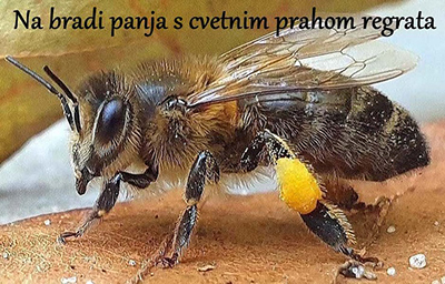 Cvetni prah